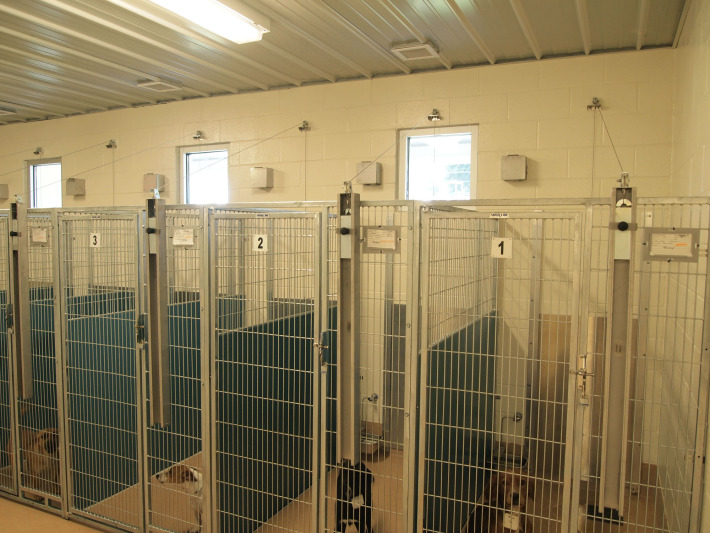 indoor-kennels-w-dogs_web.jpg