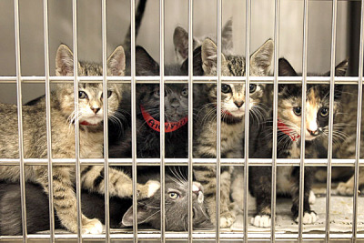 Shelterplanners - Blog - Take Steps to Reduce Overcrowding in Animal  Shelters